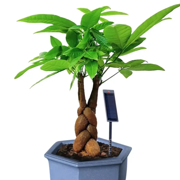 vochtmeter planten zonne-energie grijs