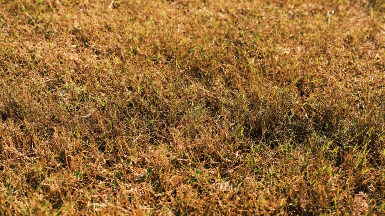 Verbrand geel gazon met jonge groene grassprieten na de droogte van 2026